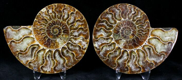 Polished Ammonite Pair - Million Years #21264